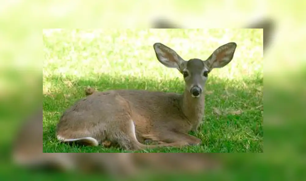 Facebook viral: graban a venado dando paliza a cazador que intentó matarlo [VIDEO]
