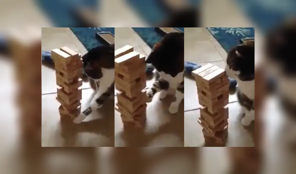 Desliza las imágenes para ver al curioso gato desafiando a su dueño en jenga.