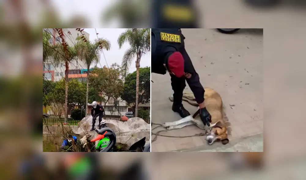 Policías y serenos rescataron a perrito que cayó a laguna del parque Mariscal Castilla. Foto: Mascotas Lince Policías y serenos rescataron a perrito que cayó a laguna del parque Mariscal Castilla. Foto: Mascotas Lince