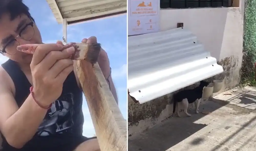 Desliza a la izquierda para ver más imágenes sobre este noble gesto hacia los animales de la calle. Foto: captura de TikTok