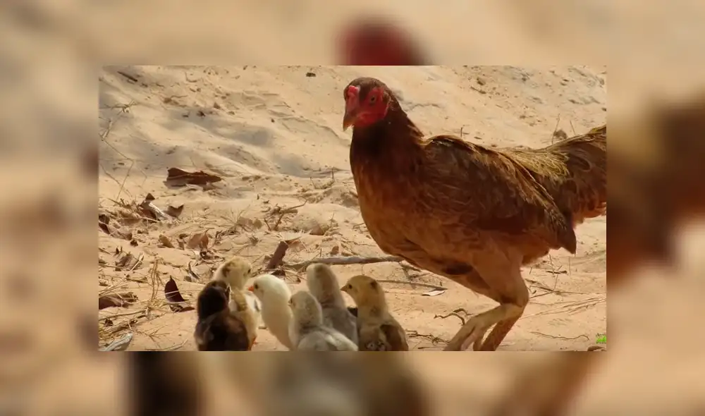 Vía YouTube: Cocodrilo busca devorar a crías de mamá gallina y ella arriesga su vida para salvarlos [VIDEO]