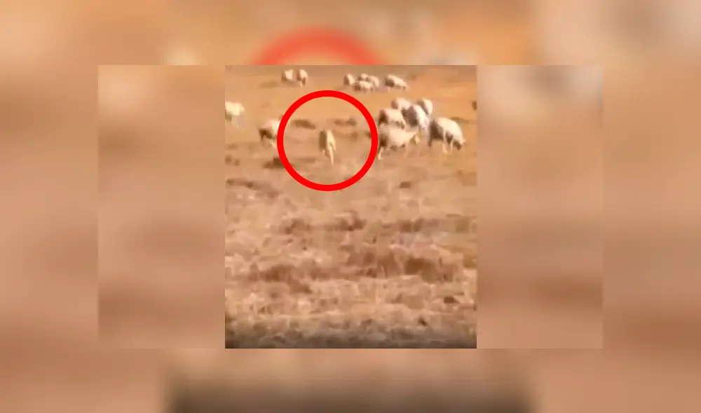 Desliza las imágenes para conocer la reacción de un perro guardián ante la presencia de un lobo en el rebaño. Foto: Captura. Desliza las imágenes para conocer la reacción de un perro guardián ante la presencia de un lobo en el rebaño. Foto: Captura.