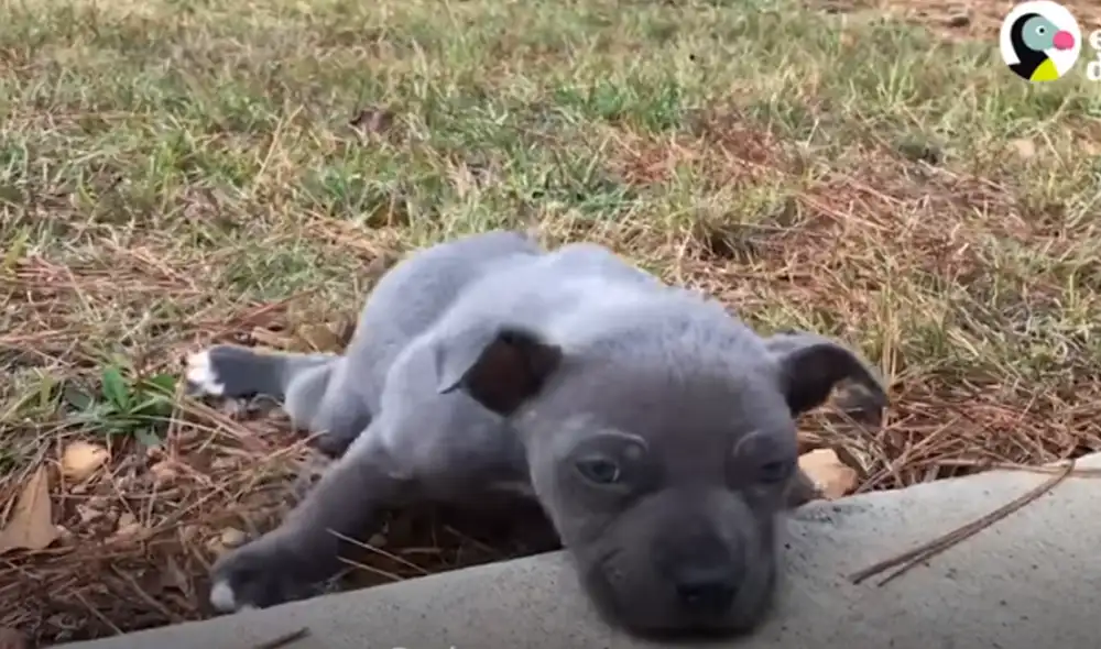 Desliza hacia la izquierda para ver las imágenes del viral de YouTube. Foto: El Dodo.