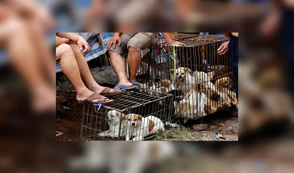 China pone fin al polémico festival de carne de perro en Yulin
