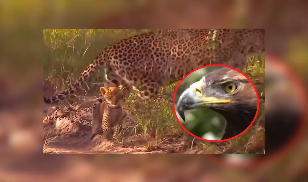 Vía Facebook: ¿guepardo mató a águila que asesinó a su cría? Aquí la verdad del viral [VIDEO]