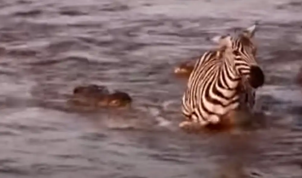 La cebra logró llegar a la orilla pese a los ataques de los cocodrilos. Foto: Captura/YouTube/Animal and Pet World