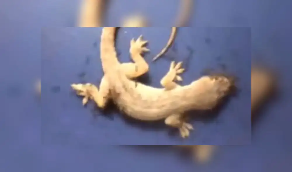 Facebook: Hormigas asesinas devoran una lagartija y el final es de película