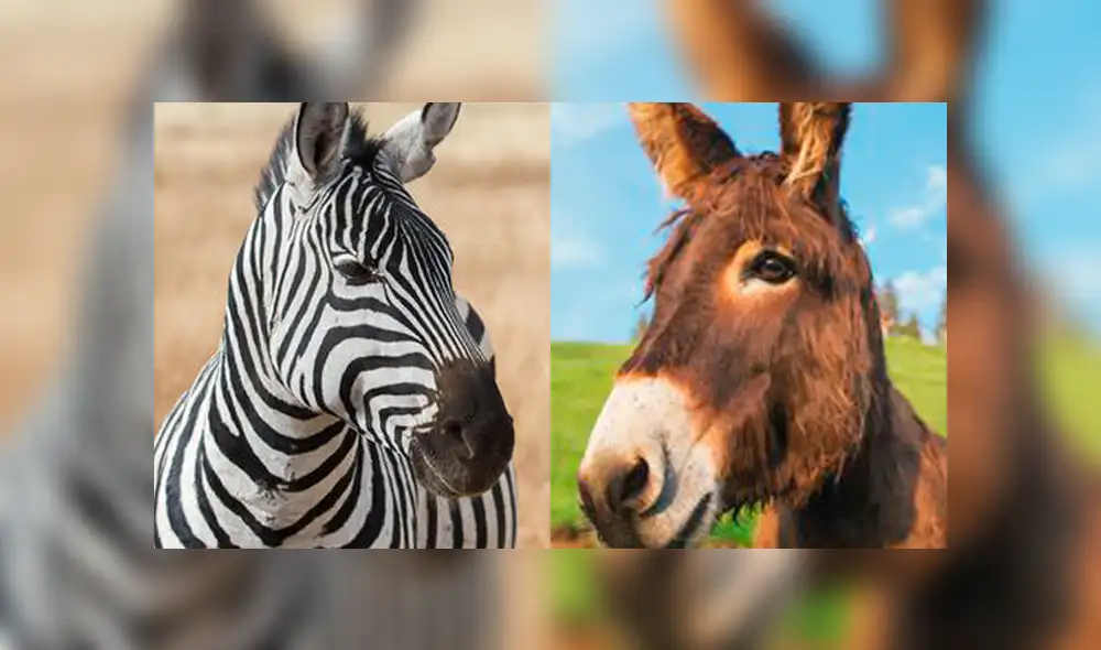 Facebook: Burro y cebra tienen una cría y apariencia de esta criatura sorprende a todos Facebook: Burro y cebra tienen una cría y apariencia de esta criatura sorprende a todos