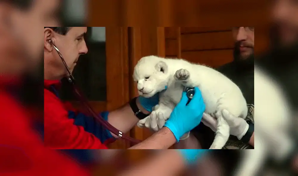 Curioso león blanco nace en un zoológico de Hungría