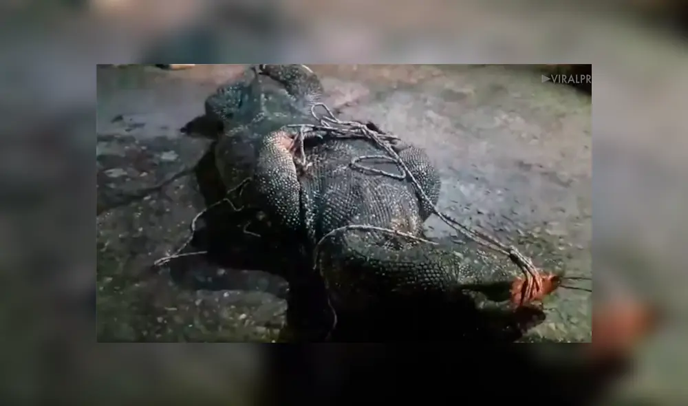 Facebook viral: hombre llega a su casa y encuentra una hambrienta criatura parada en su balcón [VIDEO] 