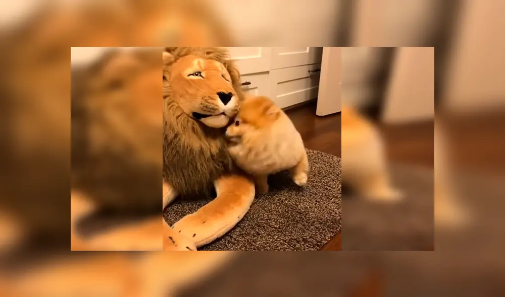 En Facebook, un perro tuvo una inesperada reacción al percatarse de la presencia de un peluche de león.