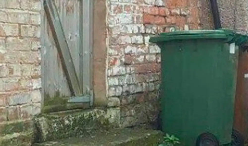 Facebook - animales - gatos