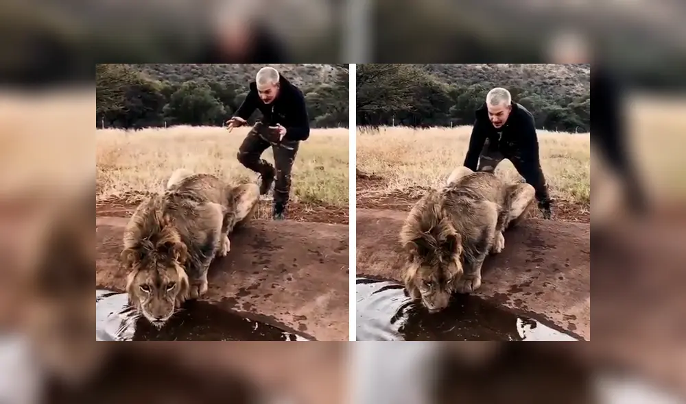 El joven asustó por la espalda al feroz depredador mientras estaba tomando agua de una laguna. Foto: captura