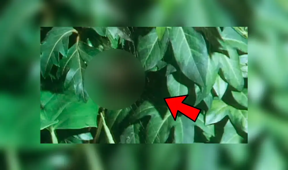 YouTube viral: pequeña araña le roba la presa a enorme 'criatura' que tenía decenas de víctimas [VIDEO]