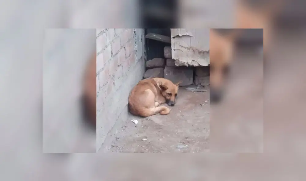 Piden ayuda para perro abandonado. Créditos: Facebook. Piden ayuda para perro abandonado. Créditos: Facebook.