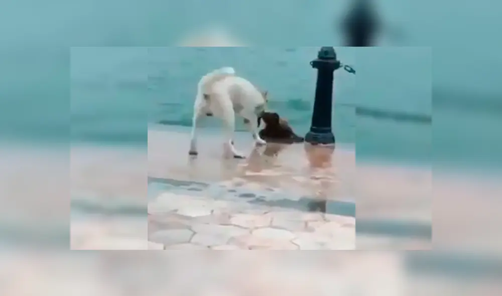 En Facebook, un perro callejero cayó a un caudaloso río y se salvó de milagro gracias a su compañero. En Facebook, un perro callejero cayó a un caudaloso río y se salvó de milagro gracias a su compañero.