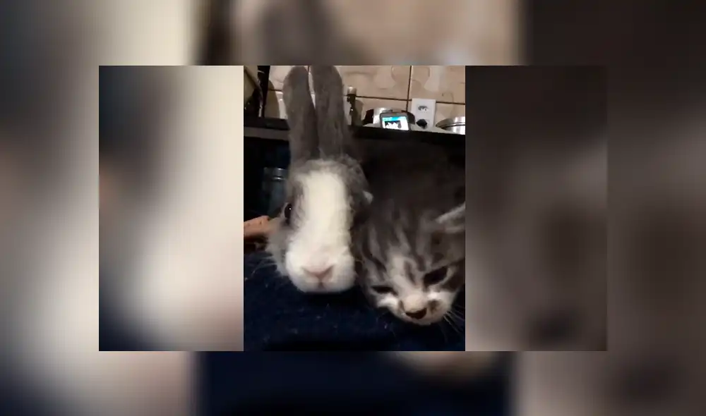 Facebook: Tierno gatito llena de amor a un conejo y este tiene inesperada reacción