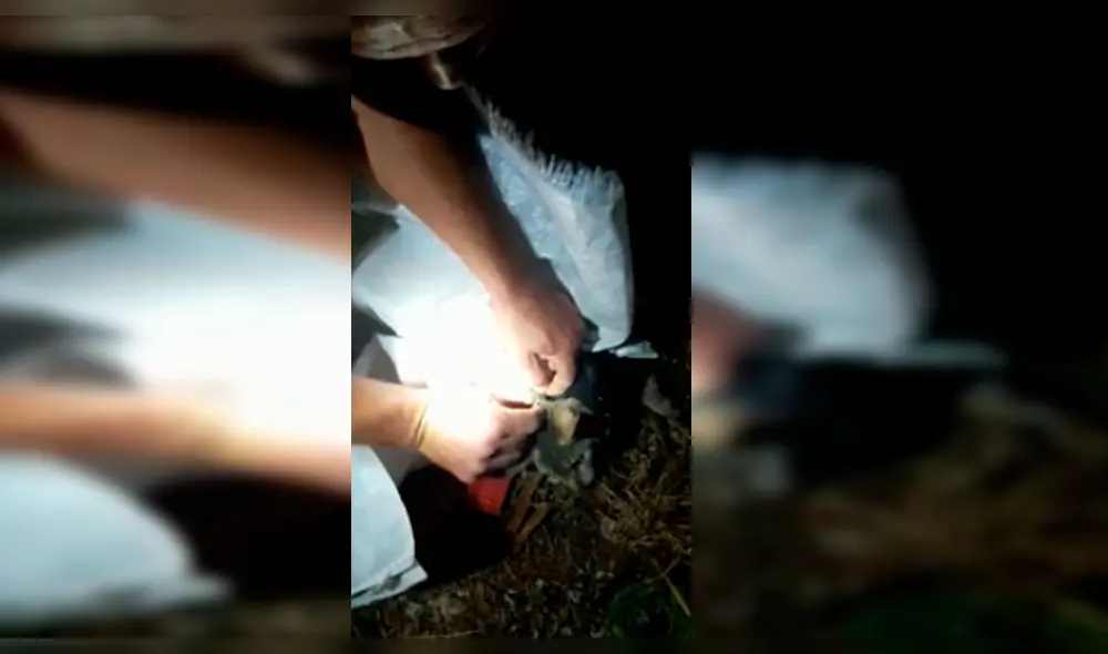 Facebook: Gato 'burrier' fue detenido por policía penitenciaria [VIDEO]