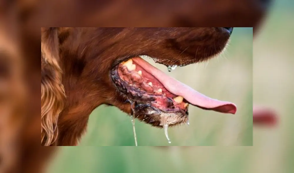 Alerta por nuevo caso de rabia canina en Arequipa Alerta por nuevo caso de rabia canina en Arequipa