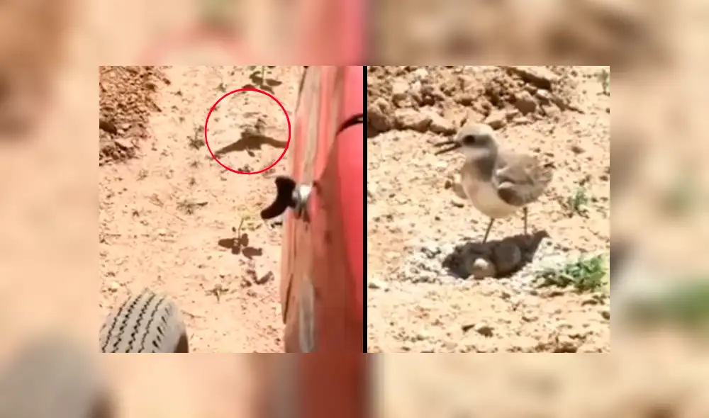 Facebook viral: mamá ave para enorme tractor con su aleteo y evita un trágico final [VIDEO] 