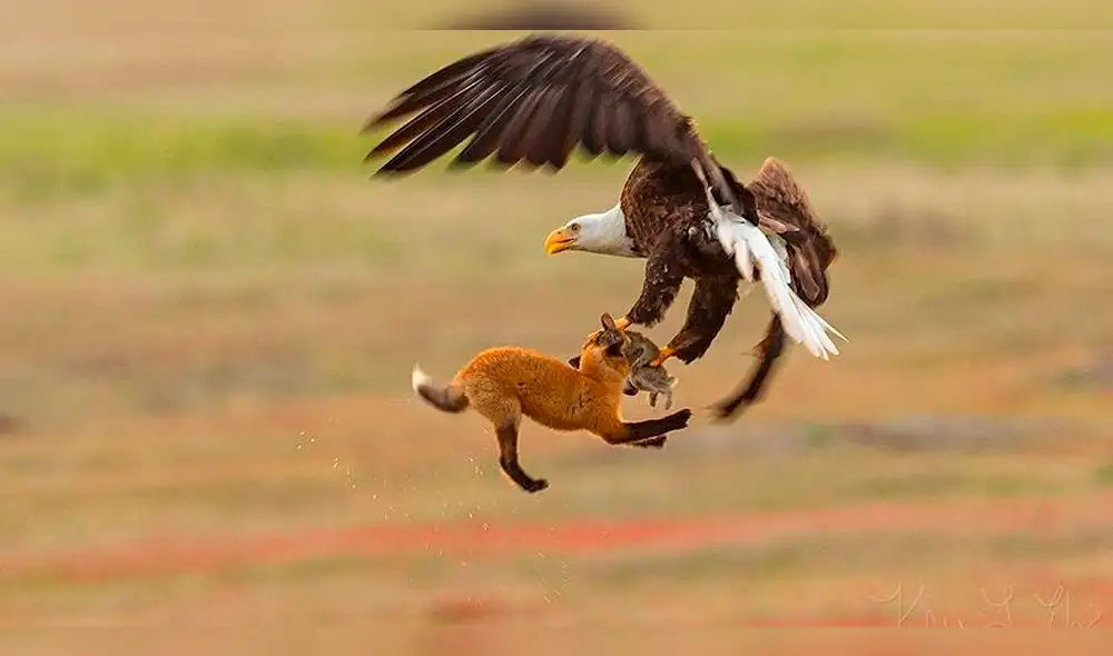 Facebook: zorro y águila en impactante pelea en el aire con final inesperado [VIDEO]