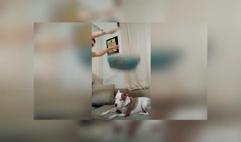 Desliza las imágenes para conocer el inesperado comportamiento de un perro al ser víctima de la broma de su dueña.