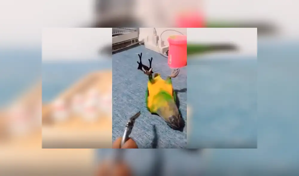 Video es viral en Facebook. Astuto loro ha sorprendido a más de uno al realizar diversas actividades de un humano con gran destreza. Entre ellas, izar una bandera y botar la basura Video es viral en Facebook. Astuto loro ha sorprendido a más de uno al realizar diversas actividades de un humano con gran destreza. Entre ellas, izar una bandera y botar la basura