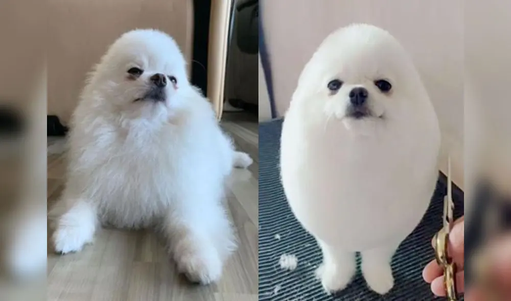 Facebook viral: Un perrito enternece las redes sociales al ser comparado con un huevo [FOTOS]