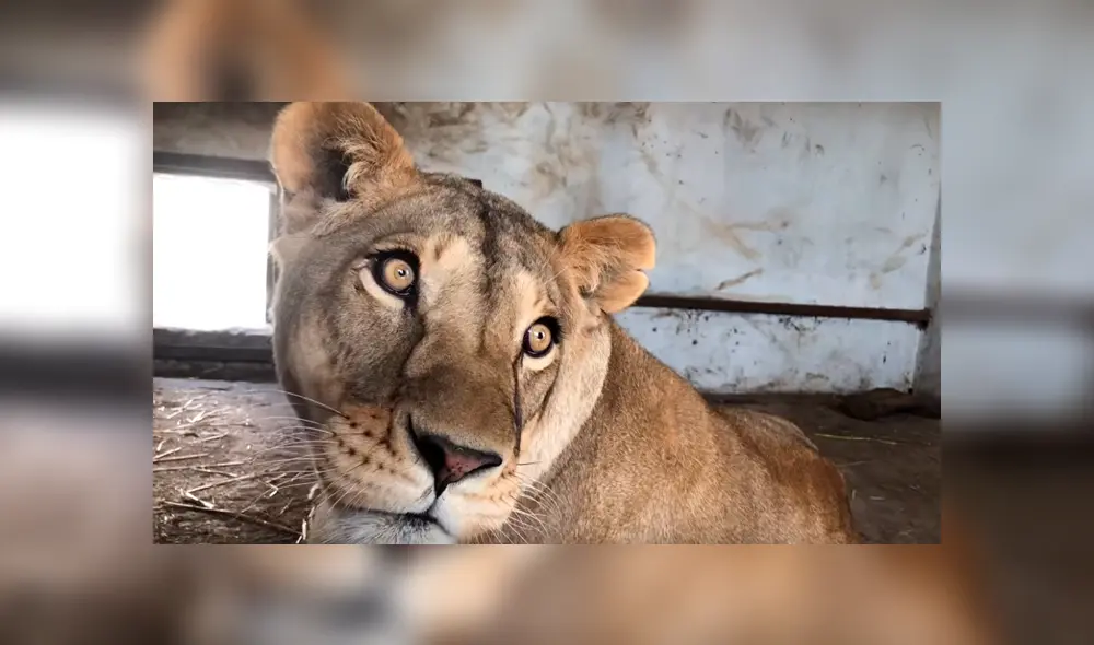 Cuidador de leones ingresa a jaula de familia de felinos, sin imaginar lo que pasaría al acercarse.