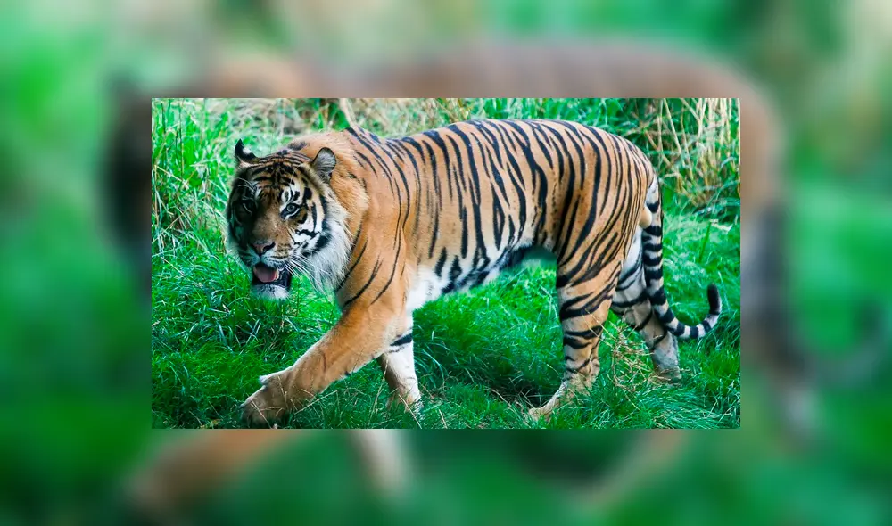 Autoridades encuentran fetos de tigres de Sumatra almacenados en frascos [FOTOS]