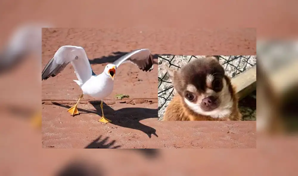 Una gaviota se llevó al chihuahua Gizmo y abrió el debate sobre la presencia de las aves en Paington. Fotos: Doglost.co.uk/Getty. Una gaviota se llevó al chihuahua Gizmo y abrió el debate sobre la presencia de las aves en Paington. Fotos: Doglost.co.uk/Getty.