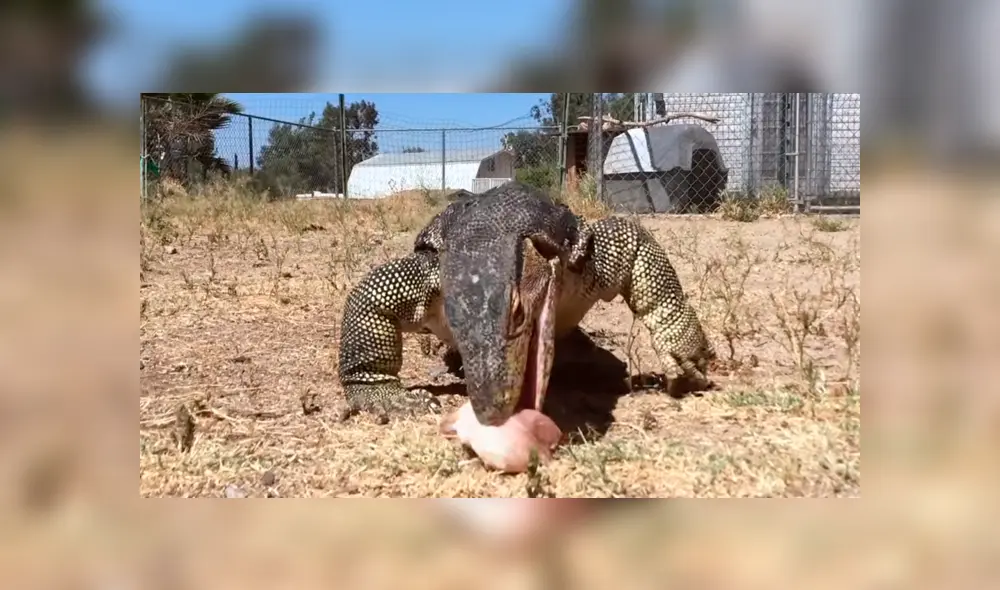 Un video muestra el momento en el que enorme reptil devora a un pequeño cerdo.