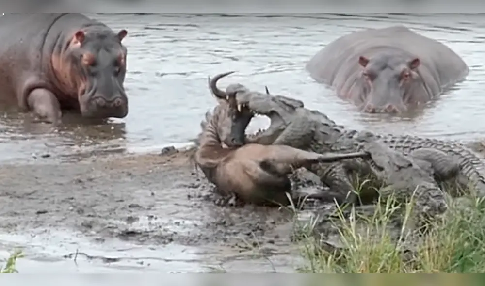 YouTube: hipopótamos enfrentan a cocodrilos a muerte para salvar la vida de un ñu [VIDEO]
