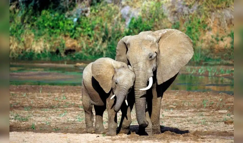 Mamá elefanta aplasta y mata a hombre que la atacó después del parto [VIDEO]