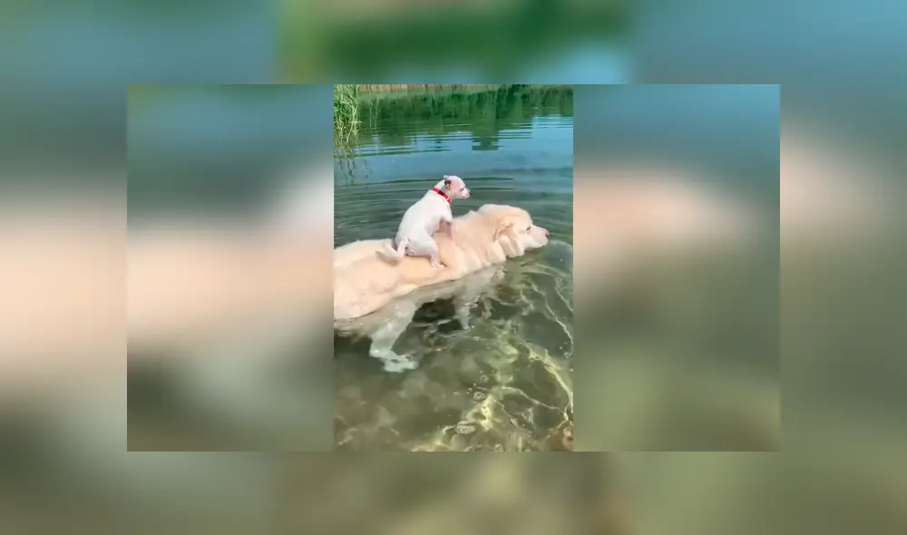 Desliza las imágenes hacia la izquierda para apreciar el noble gesto de un perro para ayudar a su ‘compañero’. Fotos: Captura.