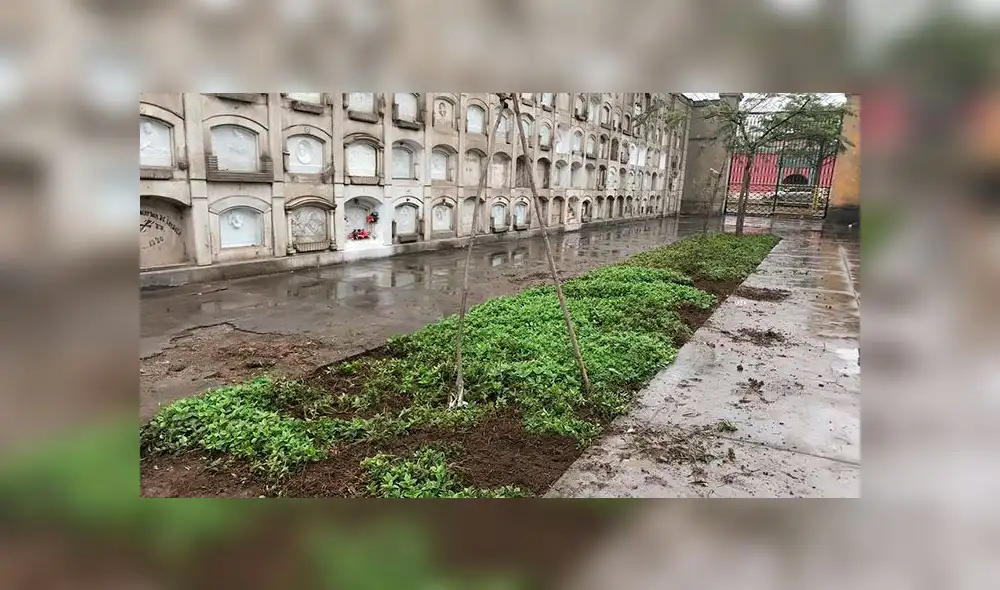Recuperarán áreas verdes del Museo Cementerio Presbítero Maestro [FOTOS]