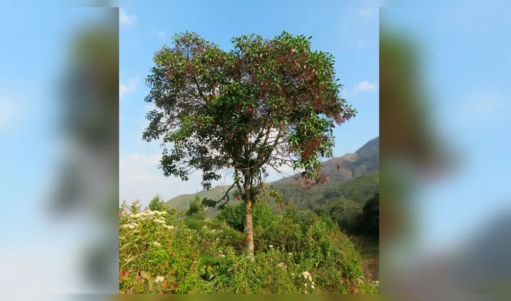 Reforestarán con árboles de la quina y aliso Reforestarán con árboles de la quina y aliso