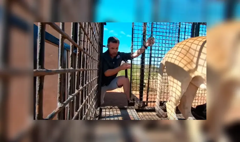 Desliza hacia la izquierda para ver el encuentro de un hombre con dos leones dentro de una jaula, escena que es viral en YouTube.