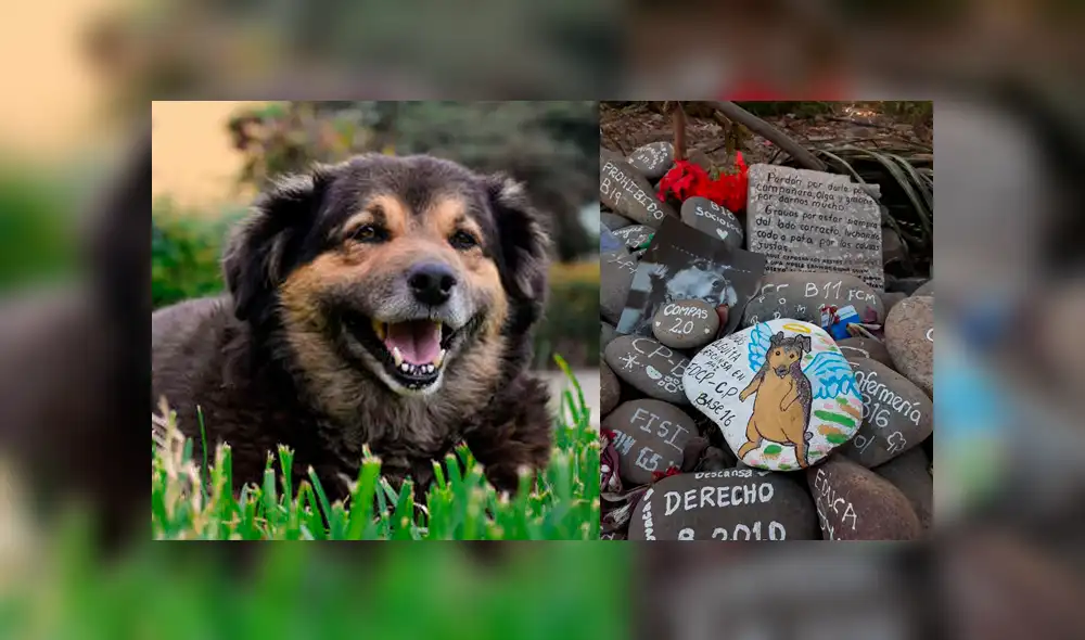 Facebook viral: decoran tumba de 'Perrovaca' con tiernos recuerdos hechos por alumnos de la UNMSM [FOTOS]