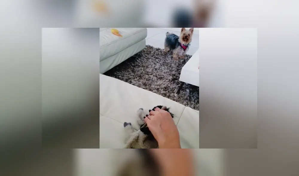 Desliza hacia la izquierda para ver las imágenes del viral de Facebook. Foto: Captura. Desliza hacia la izquierda para ver las imágenes del viral de Facebook. Foto: Captura.