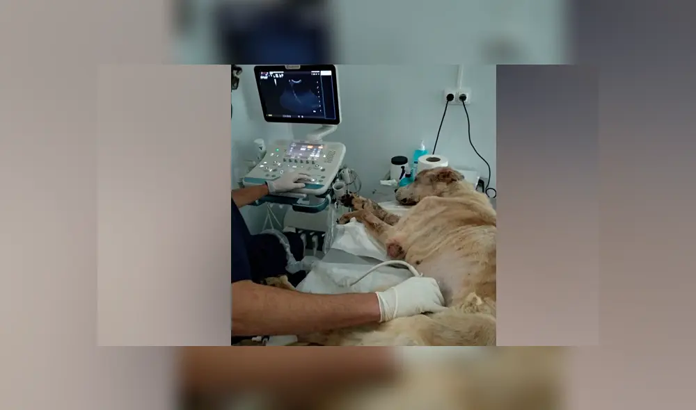 Perro callejero fue rescatado por La organización Huellas Salvadas de Elche en España. Perro callejero fue rescatado por La organización Huellas Salvadas de Elche en España.