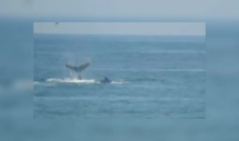 Cetáceos se dejaron ver muy cerca a la orilla de la playa Boca del Río en Tacna.
