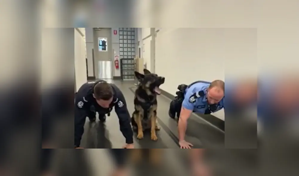 Desliza las imágenes para ver más sobre esta divertida rutina de ejercicios que realizó un obediente perro.