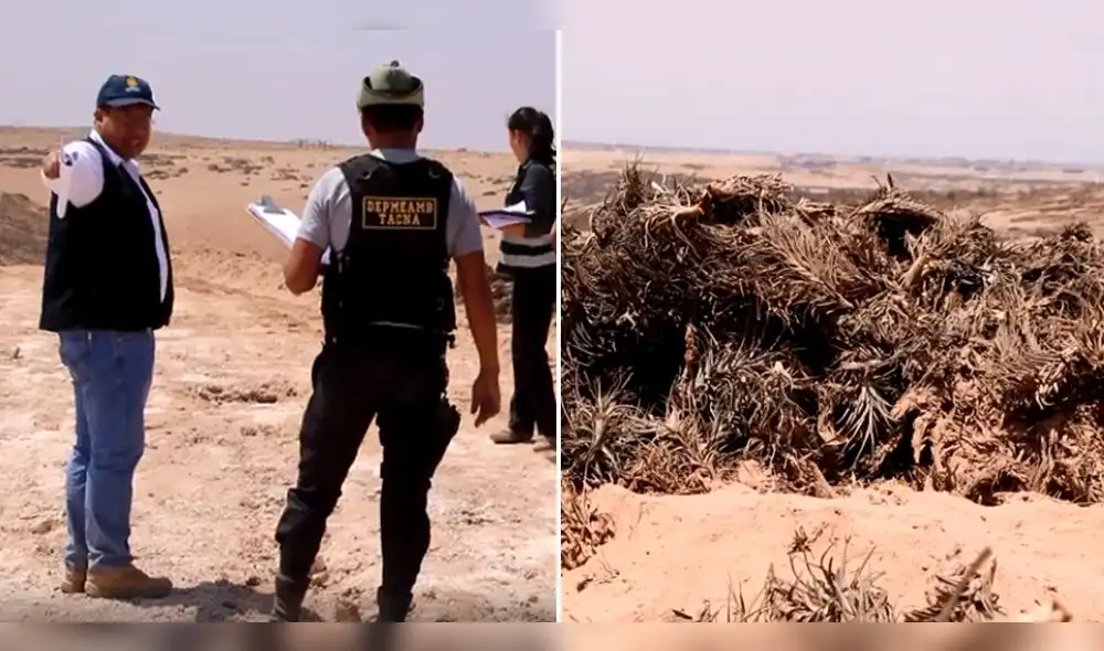 Depredan especie protegida en cerro Intiorko de Tacna