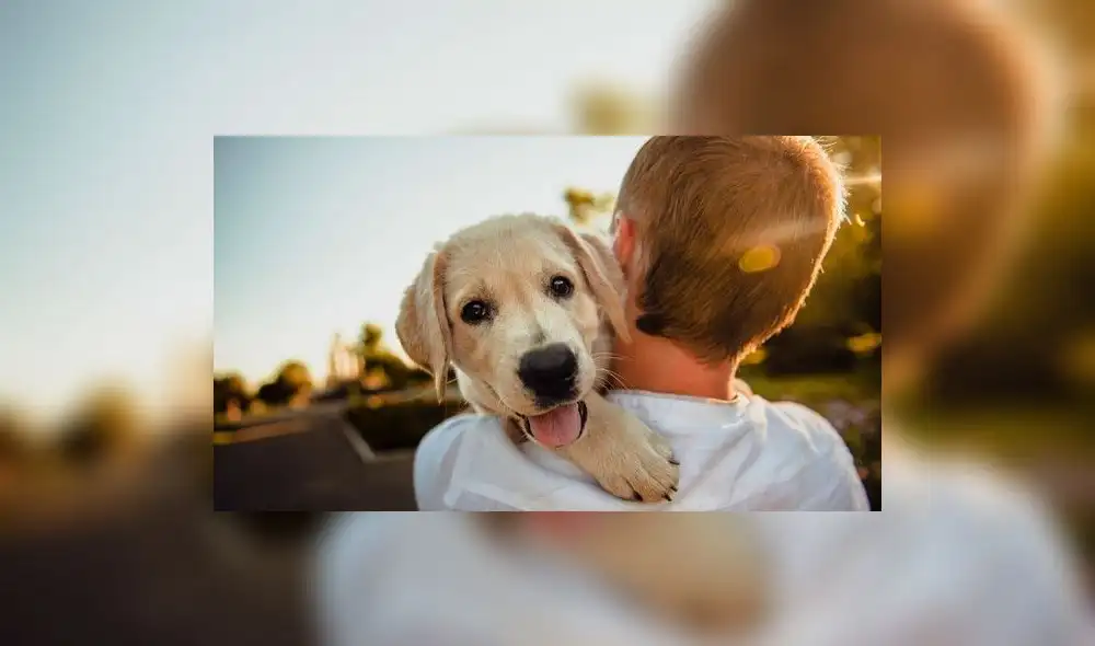 Conoce por qué los perros lamen los pies de sus dueños' [FOTOS]