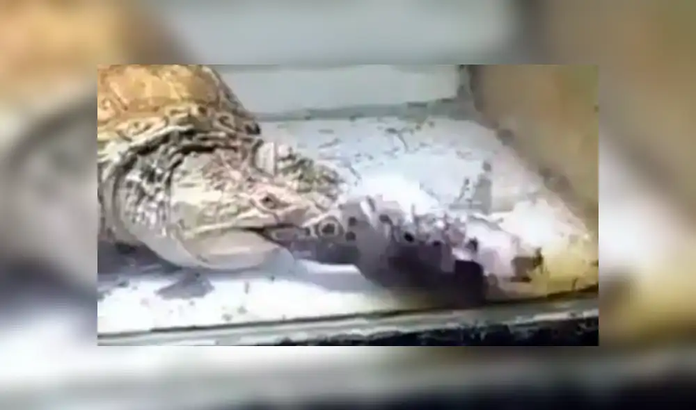 Facebook: Un milagro salva a pez globo de morir de la forma más horrible