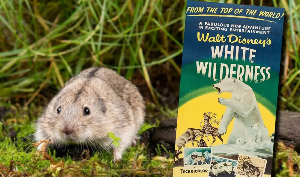 Cómo Disney contribuyó a uno de los mitos falsos más erróneamente creídos sobre la naturaleza. Foto: Composición LR/Focus Junior/IMDb