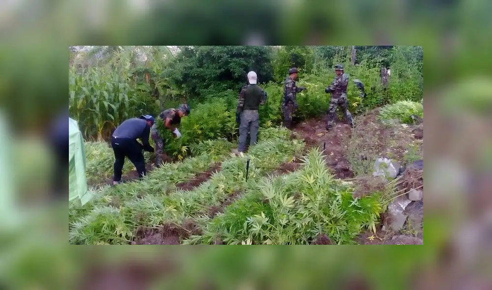 PNP halló 100 mil plantones de marihuana en el Vraem [VIDEO] 