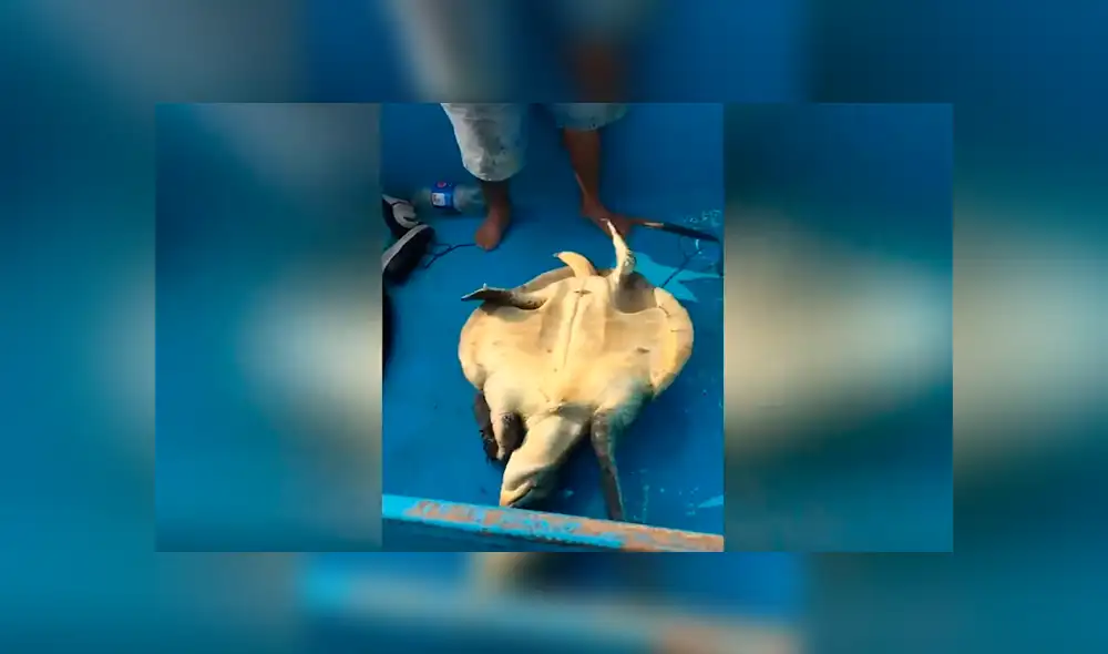 Un video viral muestra cómo un grupo de pescadores rescatan a un tortuga al borde de la muerte.