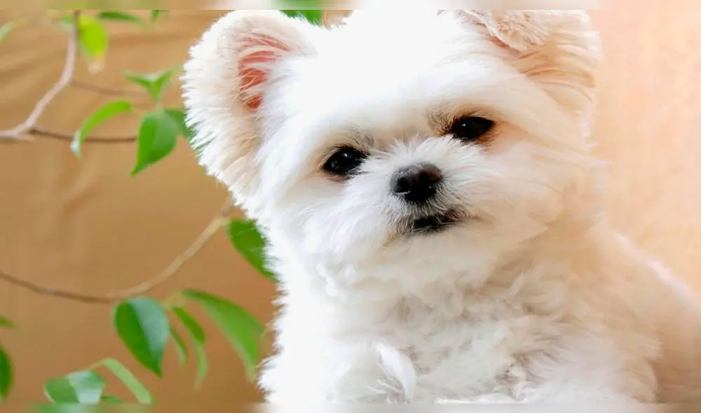 Estudio revela que los perros manipulan a sus dueños 